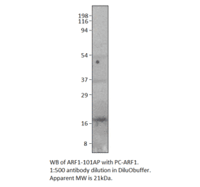 Anti-ARF1 Antibody from FabGennix (ARF1-101AP) - Antibodies.com