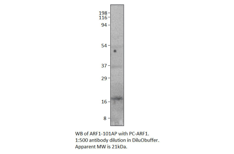 Anti-ARF1 Antibody from FabGennix (ARF1-101AP) - Antibodies.com