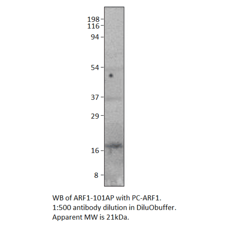 Anti-ARF1 Antibody from FabGennix (ARF1-101AP) - Antibodies.com