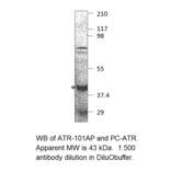 Anti-Fbx32 Antibody from FabGennix (ATR-101AP) - Antibodies.com