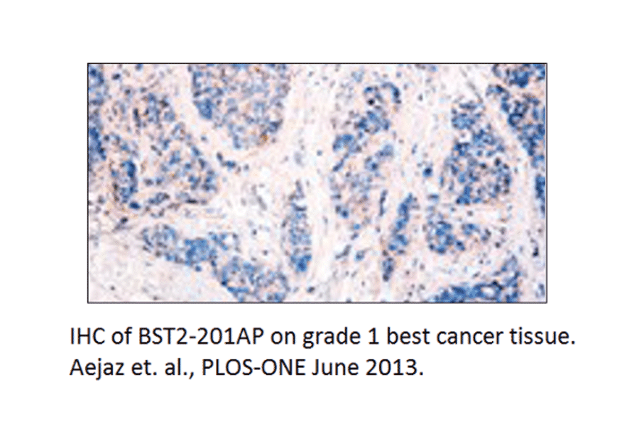 Anti-BST2 Antibody from FabGennix (BST2-201AP) - Antibodies.com