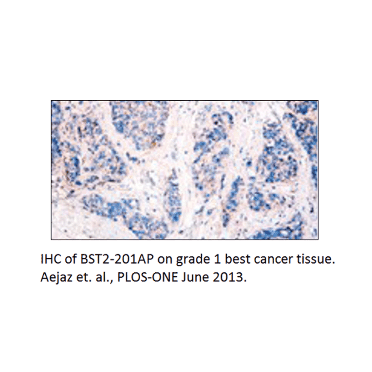 Anti-BST2 Antibody from FabGennix (BST2-201AP) - Antibodies.com