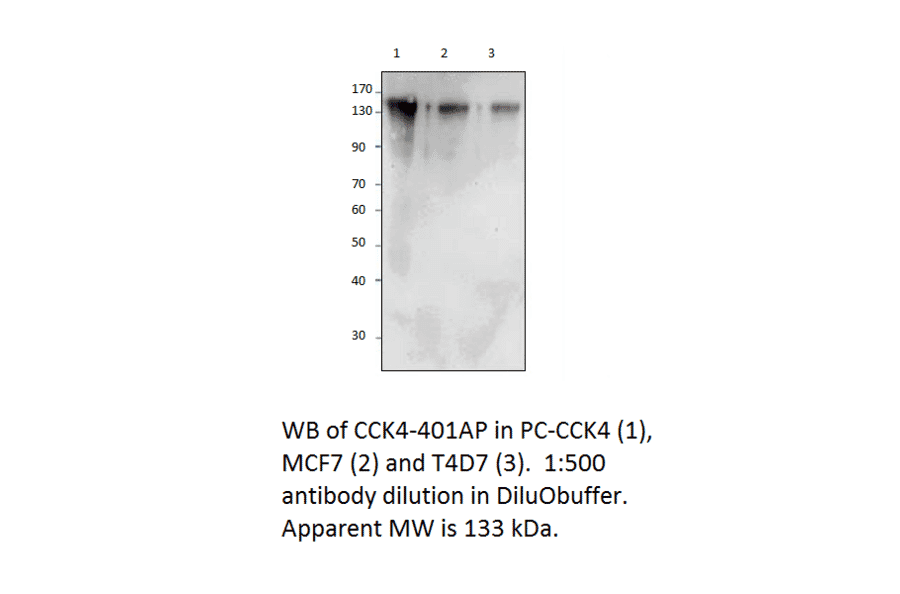 Anti-CCK4 Antibody from FabGennix (CCK4-401AP) - Antibodies.com