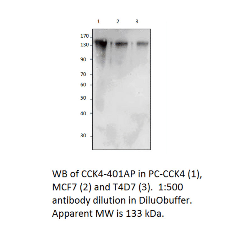 Anti-CCK4 Antibody from FabGennix (CCK4-401AP) - Antibodies.com