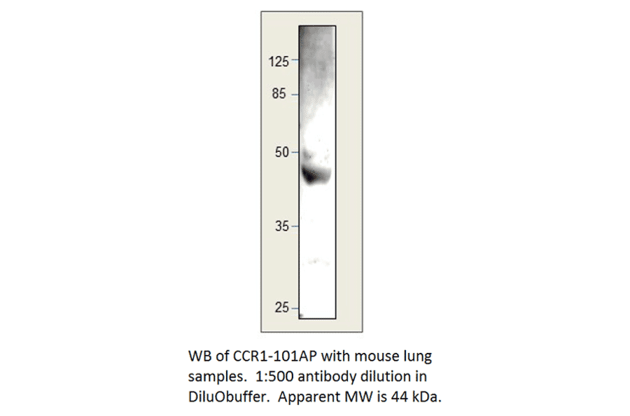 Anti-CCR1 Antibody from FabGennix (CCR1-101AP) - Antibodies.com