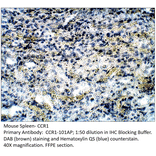 Anti-CCR1 Antibody from FabGennix (CCR1-101AP) - Antibodies.com