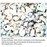 Anti-CCR1 Antibody from FabGennix (CCR1-101AP) - Antibodies.com