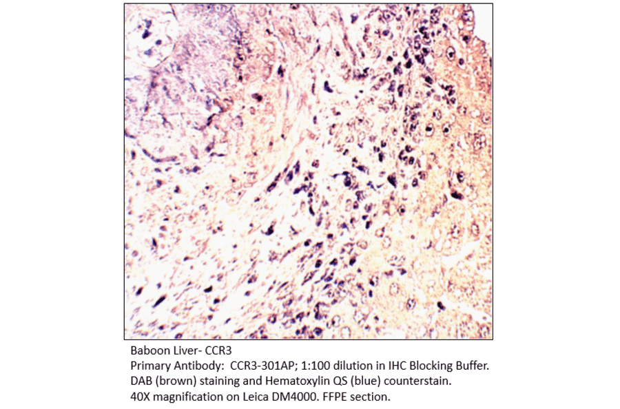 Anti-CCR3 Antibody from FabGennix (CCR3-301AP) - Antibodies.com