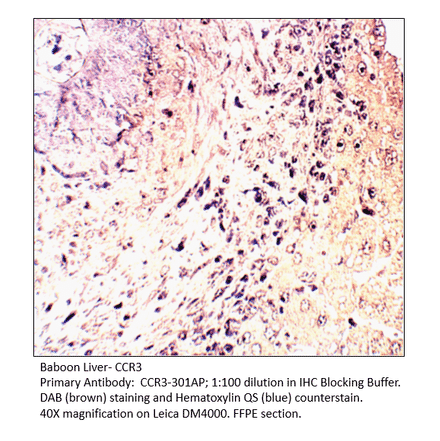 Anti-CCR3 Antibody from FabGennix (CCR3-301AP) - Antibodies.com