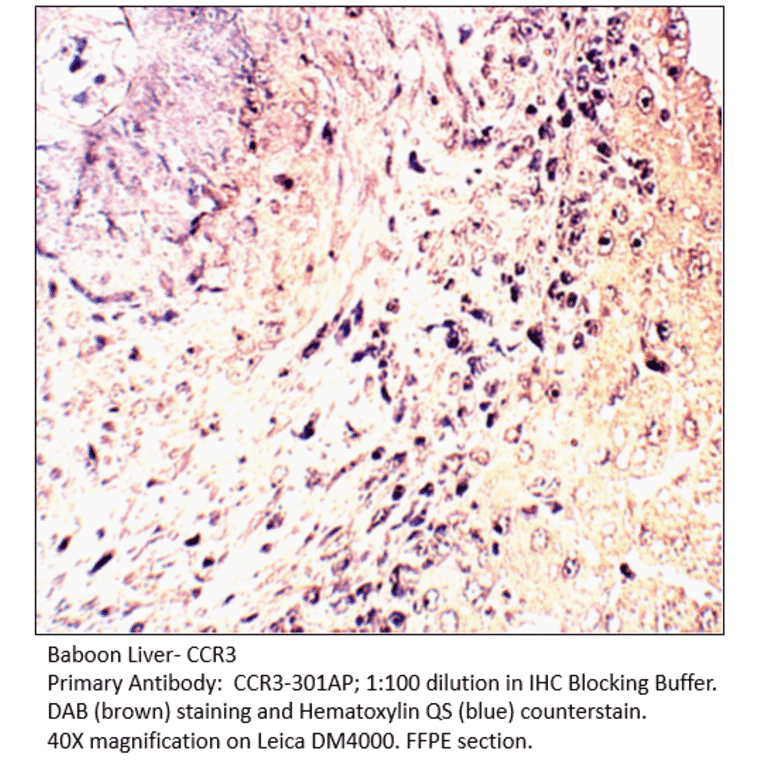 Anti-CCR3 Antibody from FabGennix (CCR3-301AP) - Antibodies.com