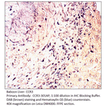 Anti-CCR3 Antibody from FabGennix (CCR3-301AP) - Antibodies.com