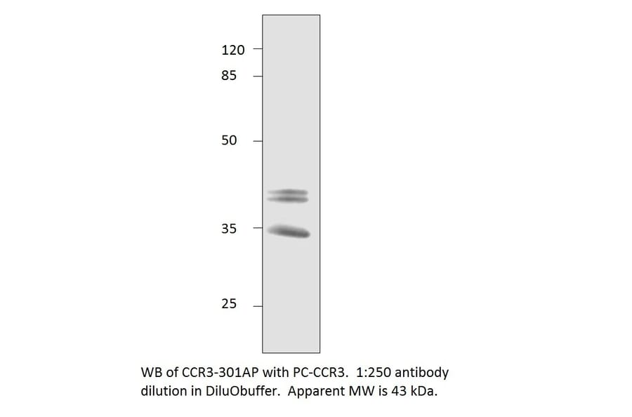 Anti-CCR3 Antibody from FabGennix (CCR3-301AP) - Antibodies.com
