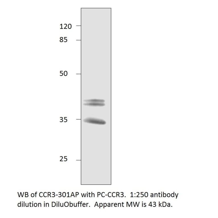 Anti-CCR3 Antibody from FabGennix (CCR3-301AP) - Antibodies.com