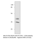 Anti-CCR3 Antibody from FabGennix (CCR3-301AP) - Antibodies.com