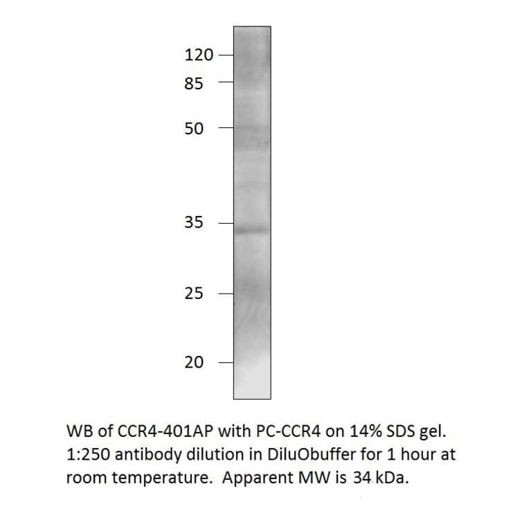 Anti-CCR4 Antibody from FabGennix (CCR4-401AP) - Antibodies.com