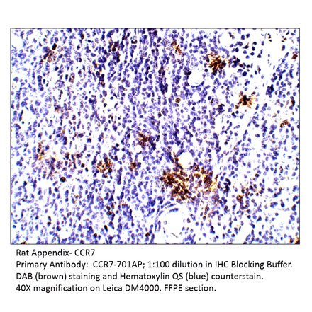 Anti-CCR7 Antibody from FabGennix (CCR7-701AP) - Antibodies.com