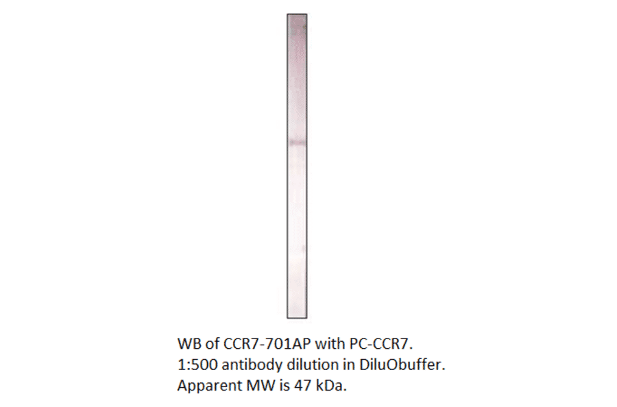 Anti-CCR7 Antibody from FabGennix (CCR7-701AP) - Antibodies.com