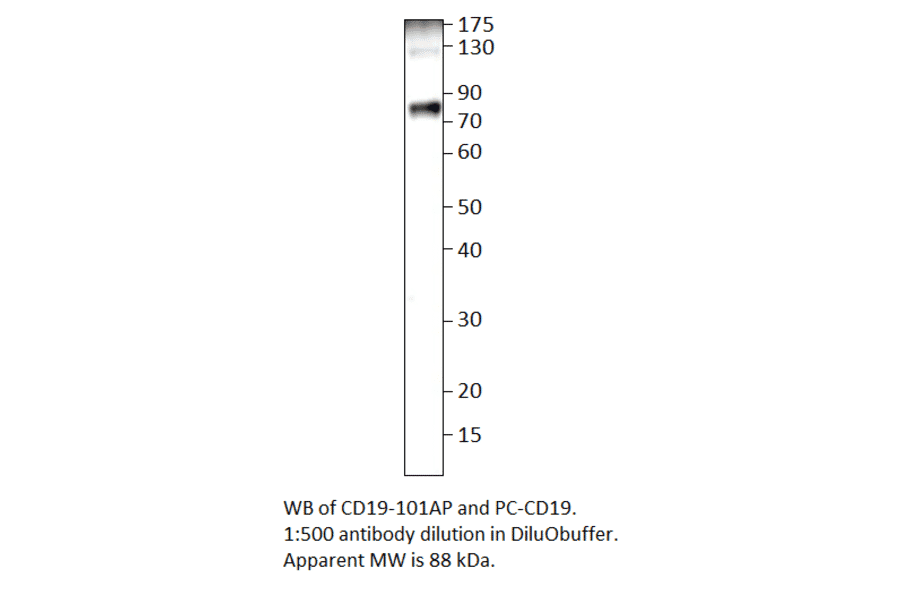 Anti-CD19 Antibody from FabGennix (CD19-101AP) - Antibodies.com