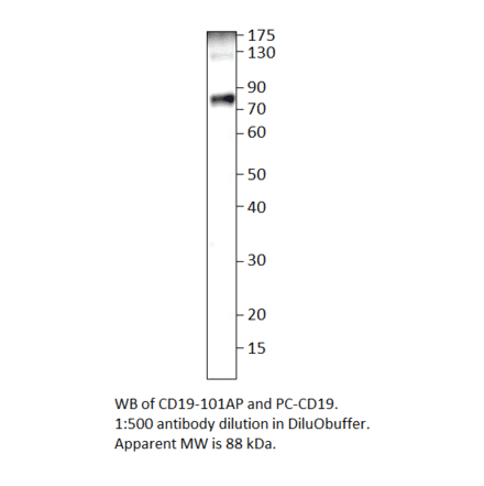 Anti-CD19 Antibody from FabGennix (CD19-101AP) - Antibodies.com