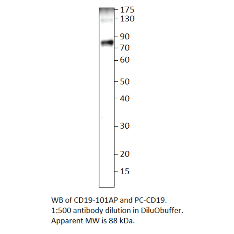 Anti-CD19 Antibody from FabGennix (CD19-101AP) - Antibodies.com