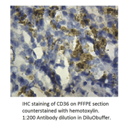 Anti-CD36 Antibody from FabGennix (CD36-101AP) - Antibodies.com