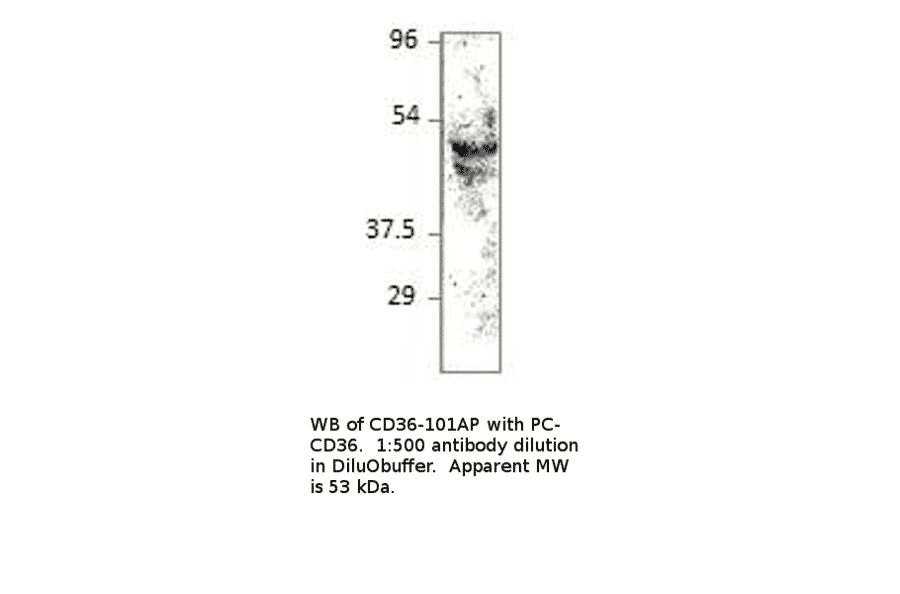 Anti-CD36 Antibody from FabGennix (CD36-101AP) - Antibodies.com