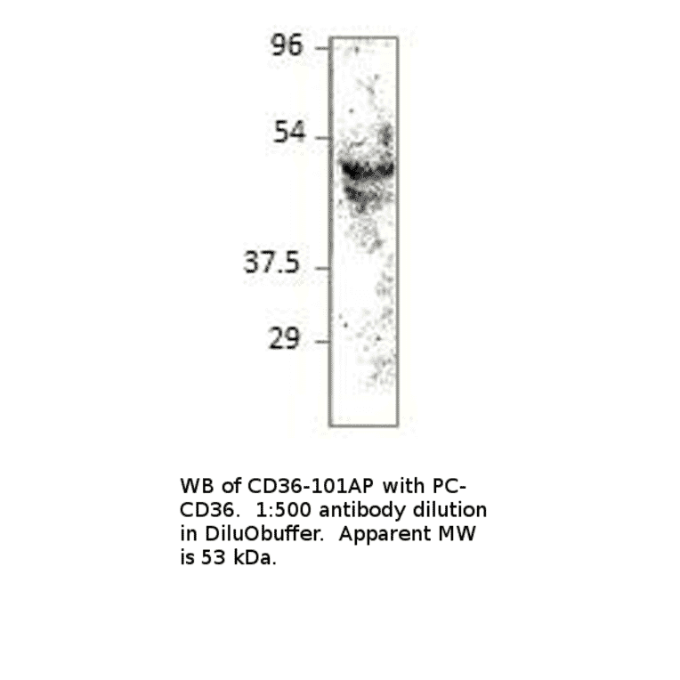 Anti-CD36 Antibody from FabGennix (CD36-101AP) - Antibodies.com