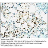 Anti-CD47 Antibody from FabGennix (CD47-101AP) - Antibodies.com