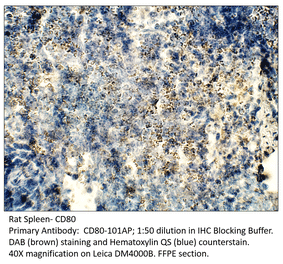 Anti-CD80 Antibody from FabGennix (CD80-101AP) - Antibodies.com