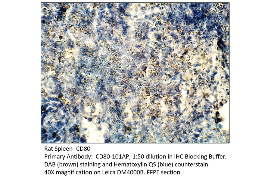 Anti-CD80 Antibody from FabGennix (CD80-101AP) - Antibodies.com