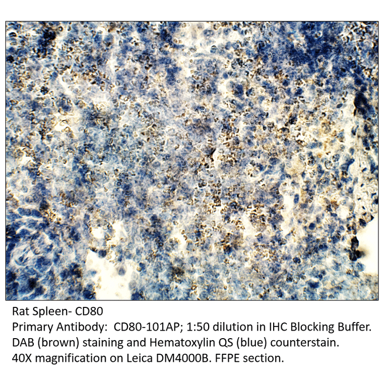 Anti-CD80 Antibody from FabGennix (CD80-101AP) - Antibodies.com