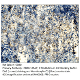 Anti-CD80 Antibody from FabGennix (CD80-101AP) - Antibodies.com