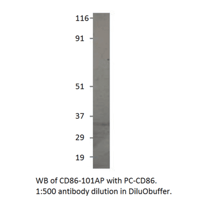 Anti-CD86 Antibody from FabGennix (CD86-101AP) - Antibodies.com