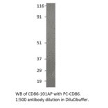 Anti-CD86 Antibody from FabGennix (CD86-101AP) - Antibodies.com