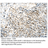 Anti-CD99 Antibody from FabGennix (CD99-101AP) - Antibodies.com