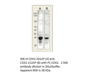 Anti-CDX2 Antibody from FabGennix (CDX2-201AP) - Antibodies.com