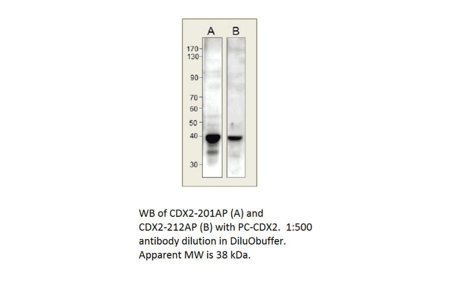 Anti-CDX2 Antibody from FabGennix (CDX2-212AP) - Antibodies.com