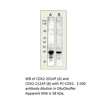 Anti-CDX2 Antibody from FabGennix (CDX2-212AP) - Antibodies.com