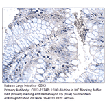 Anti-CDX2 Antibody from FabGennix (CDX2-212AP) - Antibodies.com