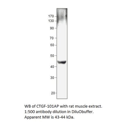 Anti-CTGF Antibody from FabGennix (CTGF-101AP) - Antibodies.com