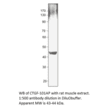 Anti-CTGF Antibody from FabGennix (CTGF-101AP) - Antibodies.com