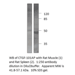 Anti-CTGF Antibody from FabGennix (CTGF-101AP) - Antibodies.com
