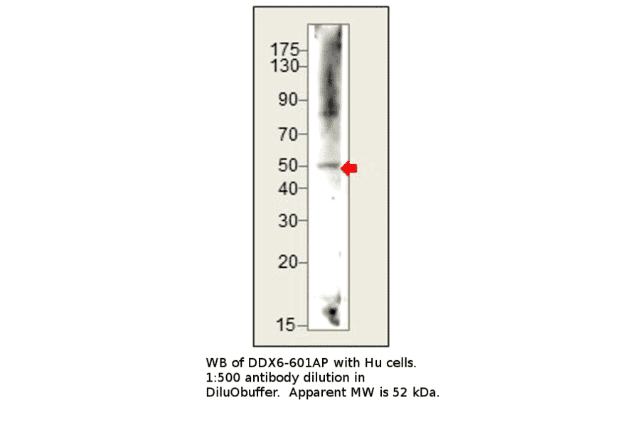 Anti-DDX6 Antibody from FabGennix (DDX6-601AP) - Antibodies.com