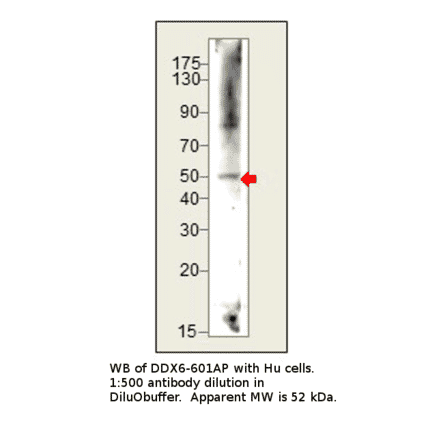 Anti-DDX6 Antibody from FabGennix (DDX6-601AP) - Antibodies.com