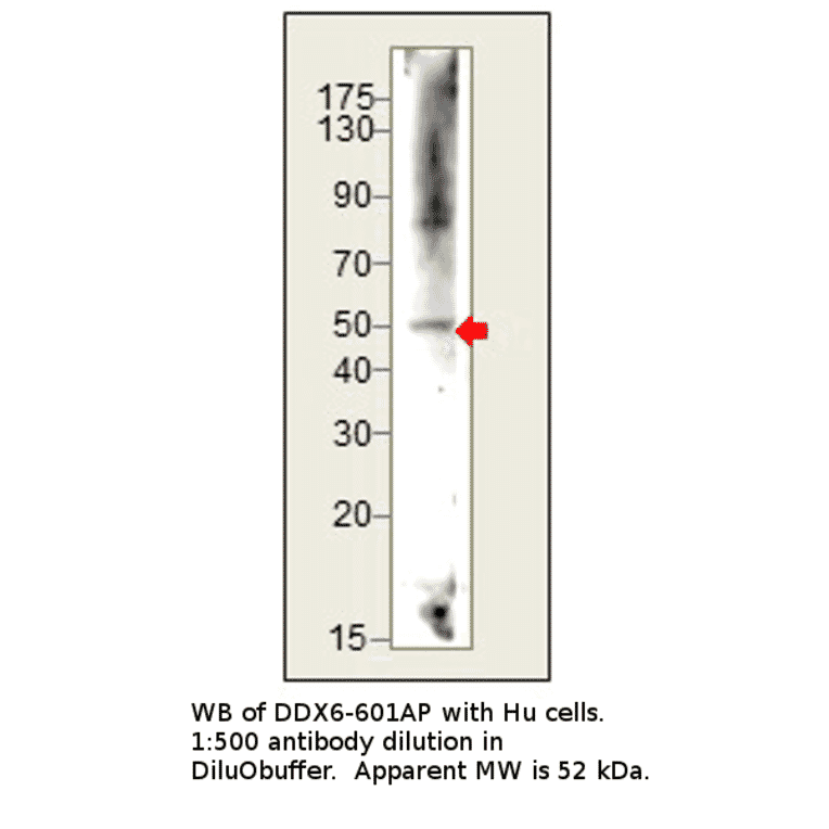 Anti-DDX6 Antibody from FabGennix (DDX6-601AP) - Antibodies.com