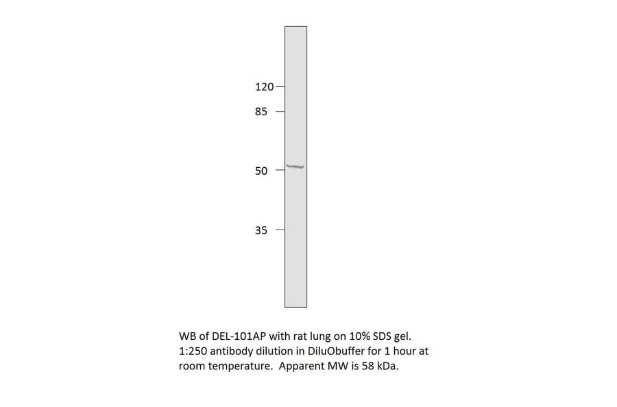 Anti-EDIL3 Antibody from FabGennix (DEL-101AP) - Antibodies.com