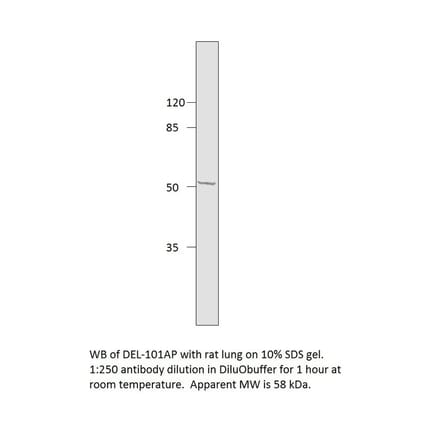 Anti-EDIL3 Antibody from FabGennix (DEL-101AP) - Antibodies.com