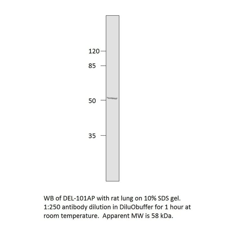 Anti-EDIL3 Antibody from FabGennix (DEL-101AP) - Antibodies.com