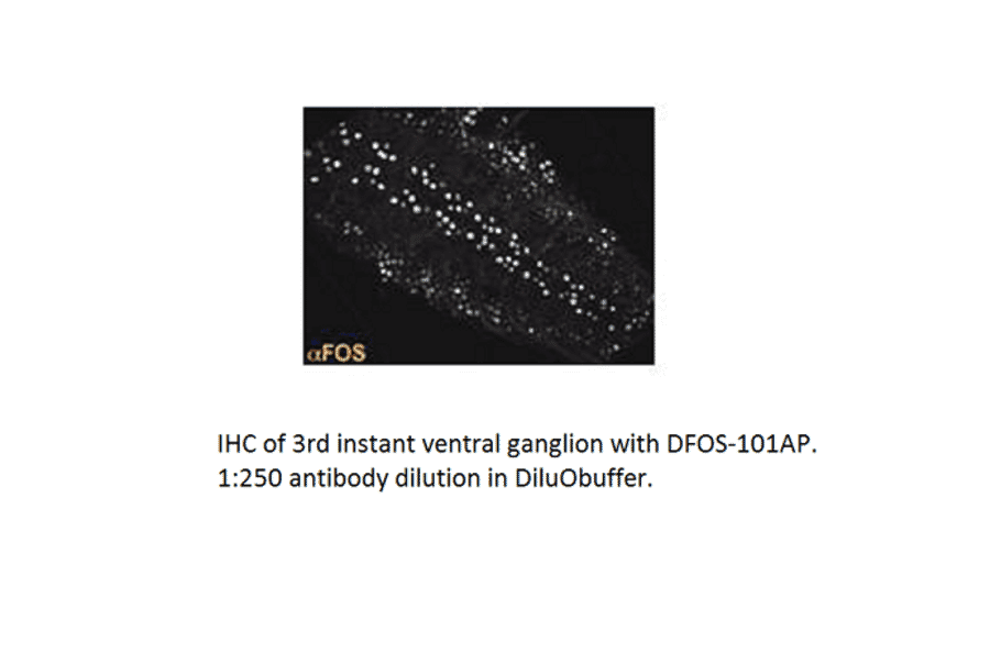 Anti-DFos Antibody from FabGennix (DFOS-101AP) - Antibodies.com