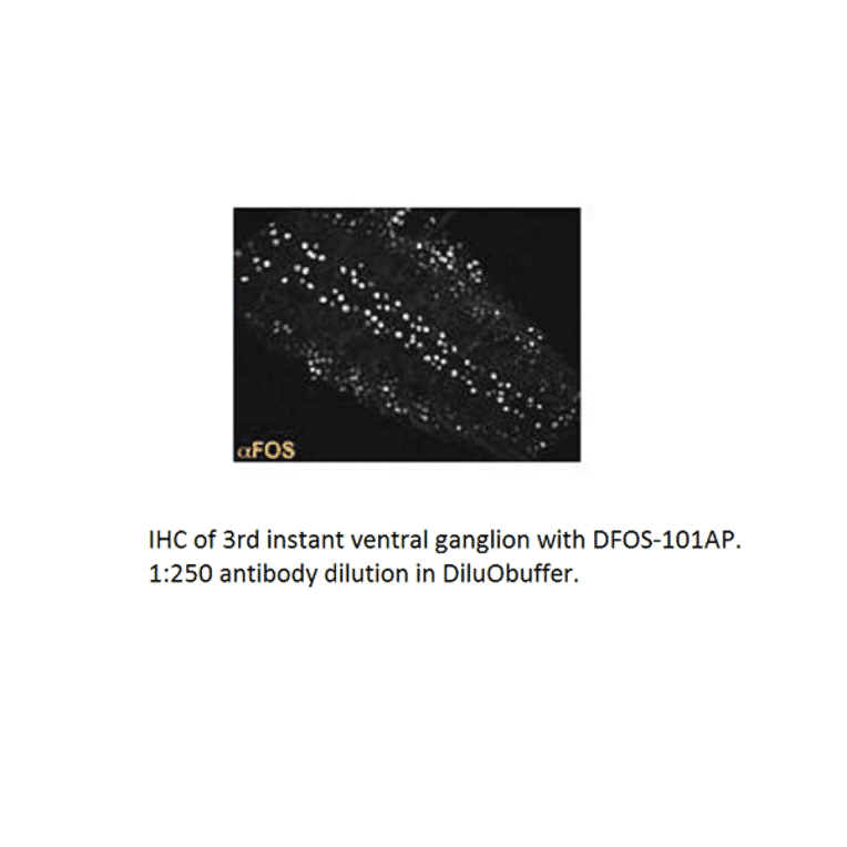 Anti-DFos Antibody from FabGennix (DFOS-101AP) - Antibodies.com